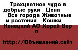 Трёхцветное чудо в добрые руки › Цена ­ 100 - Все города Животные и растения » Кошки   . Ненецкий АО,Хорей-Вер п.